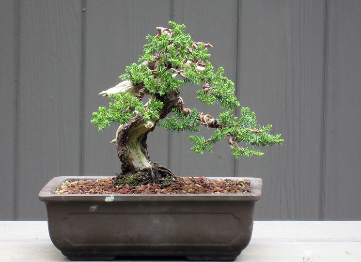 Bonsai in vaso