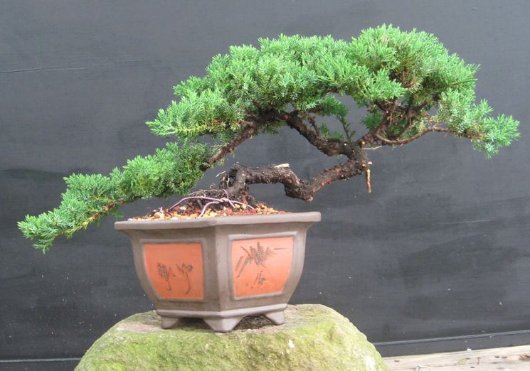 Bonsai ginepro