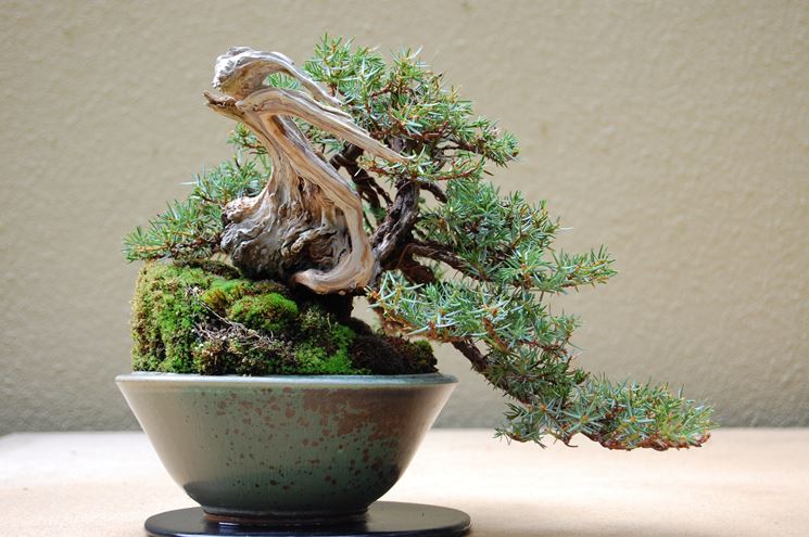 ginepro bonsai