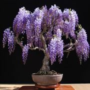 Bonsai glicine fiorito