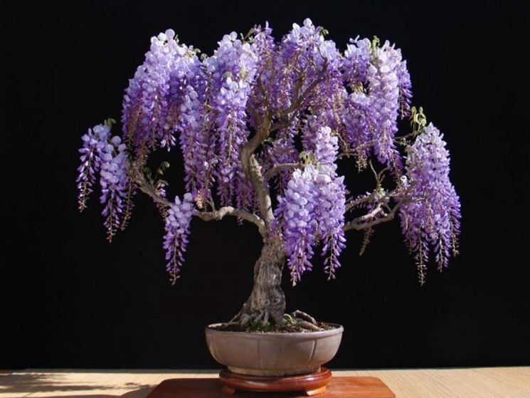 Bonsai glicine fiorito