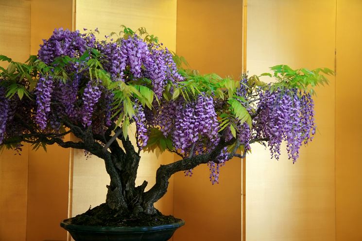 Bonsai glicine fiorito