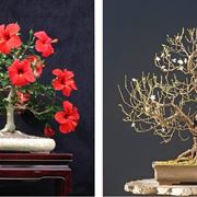 Bonsai Hibiscus con fiori rossi