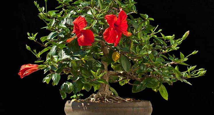 Pianta bonsai Hibiscus