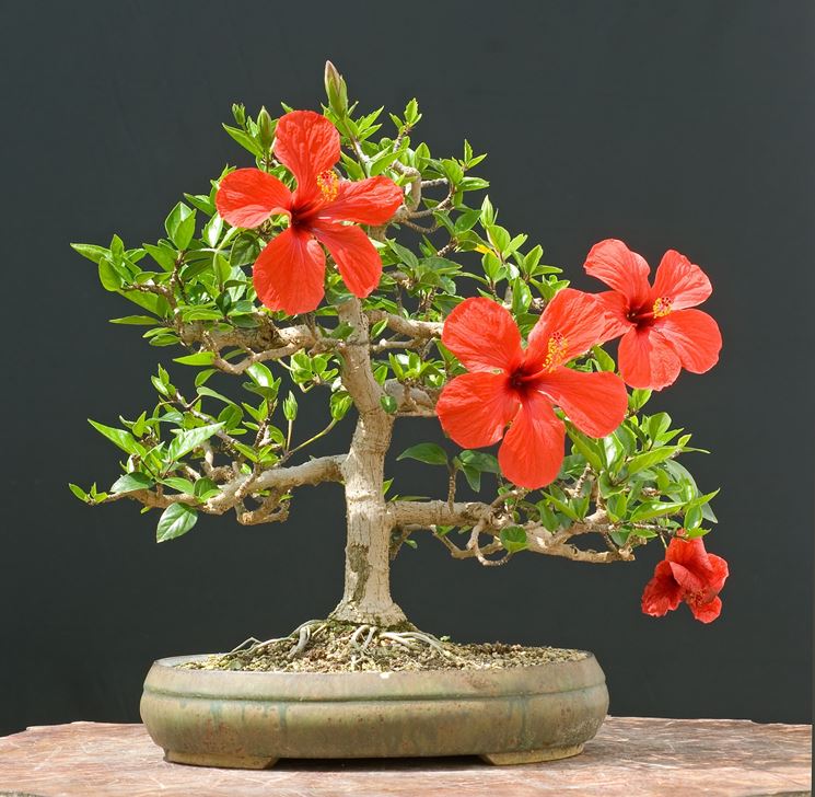 Ibisco bonsai