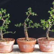 Diversi bonsai di larice