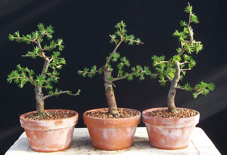 Diversi bonsai di larice