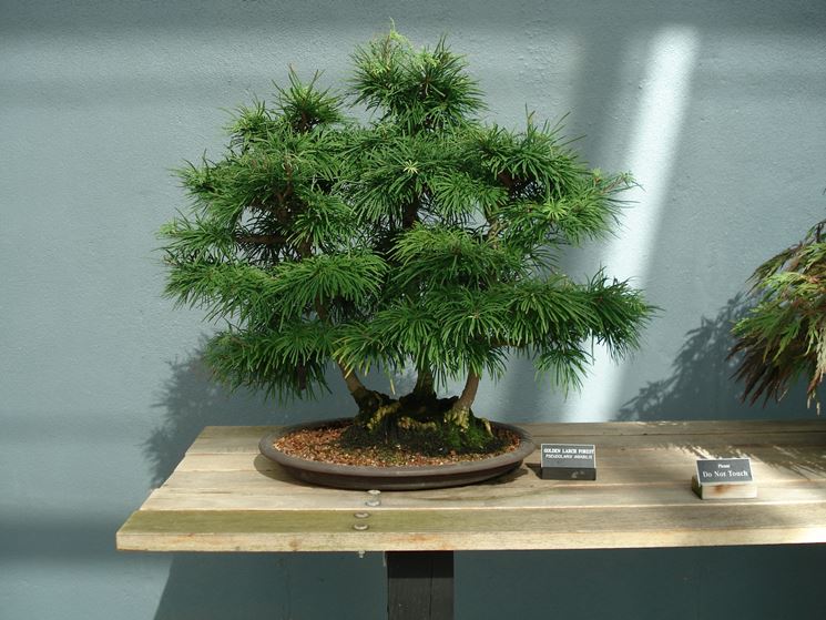 Bonsai di larice