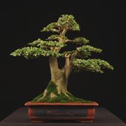 Pianta di Bonsai ligustrum