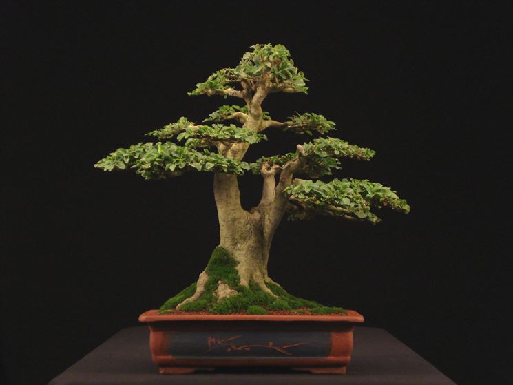 Pianta di Bonsai ligustrum