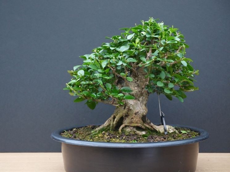 Bonsai ligustrum