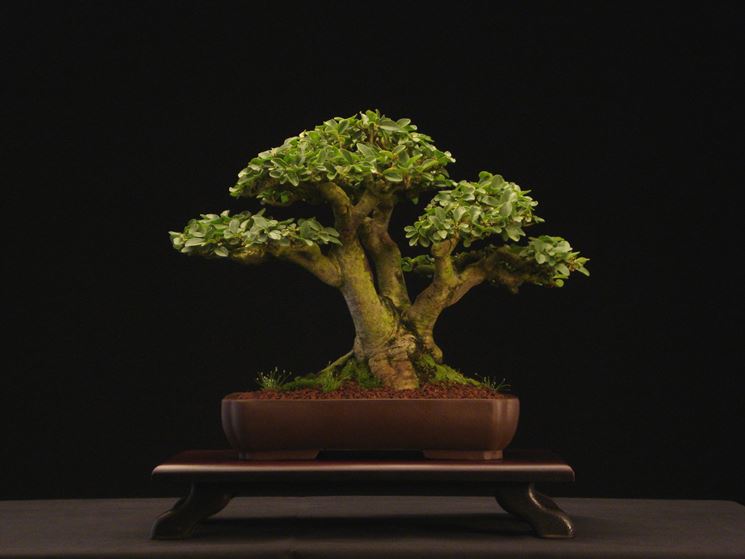 Pianta di Bonsai ligustrum