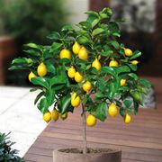 Un esempio di bonsai limone