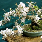 bonsai magnolia stellata