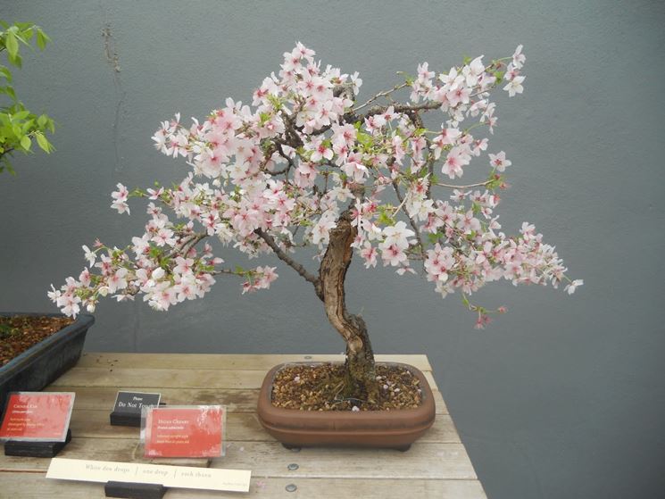 magnolia bonsai