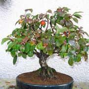 Esempio bonsai melo