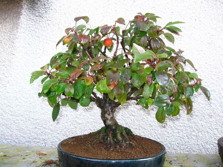 Esempio bonsai melo