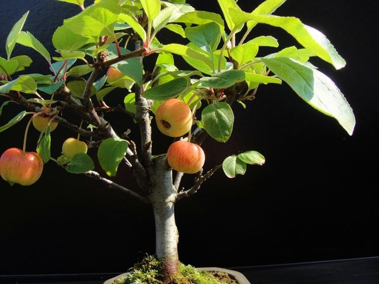 Irrigare bonsai melo