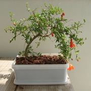 Bonsai melograno