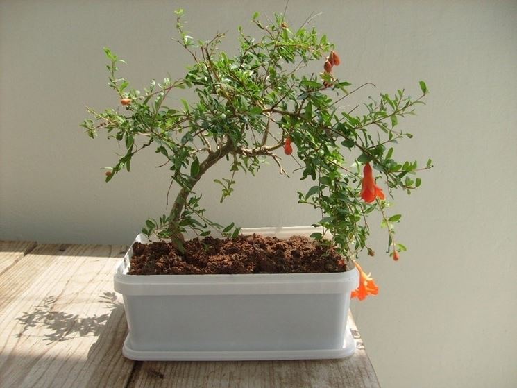 Bonsai melograno