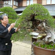 La cura di un bonsai