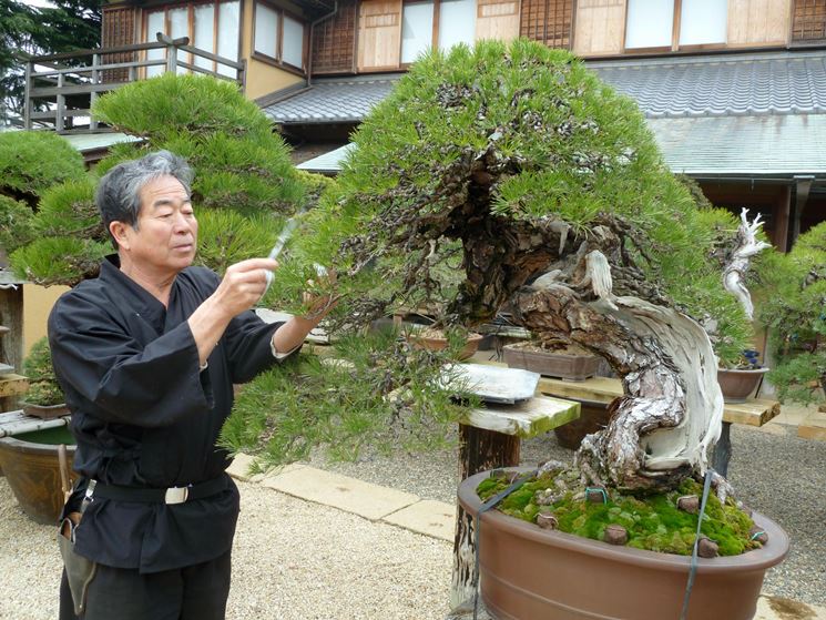 Bonsai Talea Cura Bonsai Realizzare Bonsai Da Talea