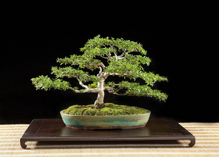 Bonsai di olivo