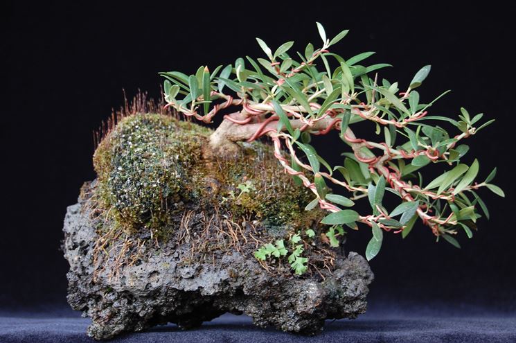 Bonsai di Olea Oleaster