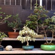 Il bonsai  una pianta delicata