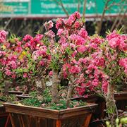 Bonsai di pesco in fiore