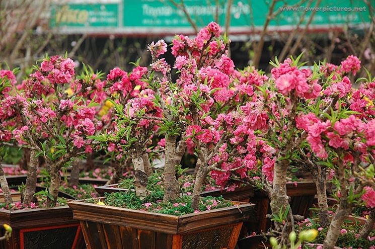 Bonsai di pesco in fiore