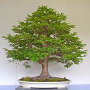 Bonsai quercia