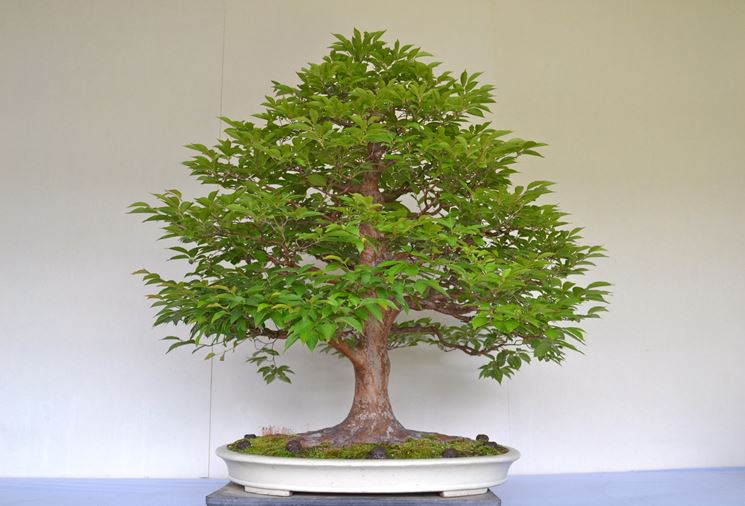 Bonsai quercia