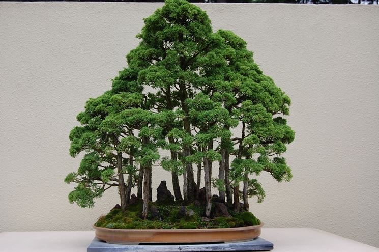 Suggestivo bonsai