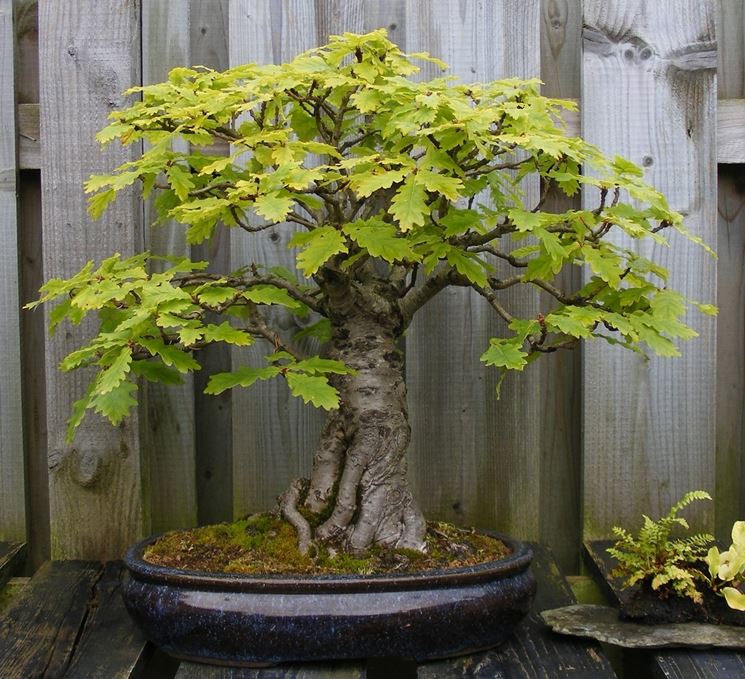 Cura bonsai
