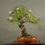 Bonsai rose