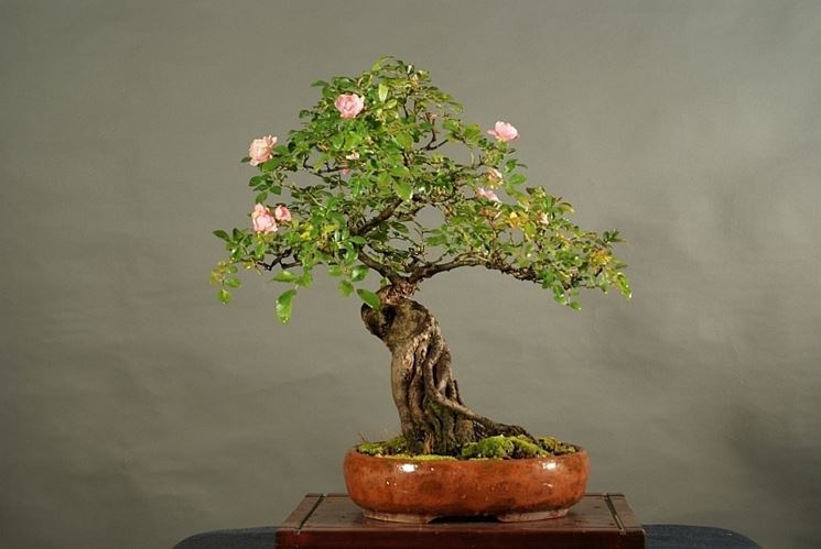Bonsai rose