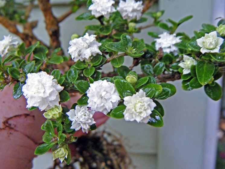 bonsai di rose