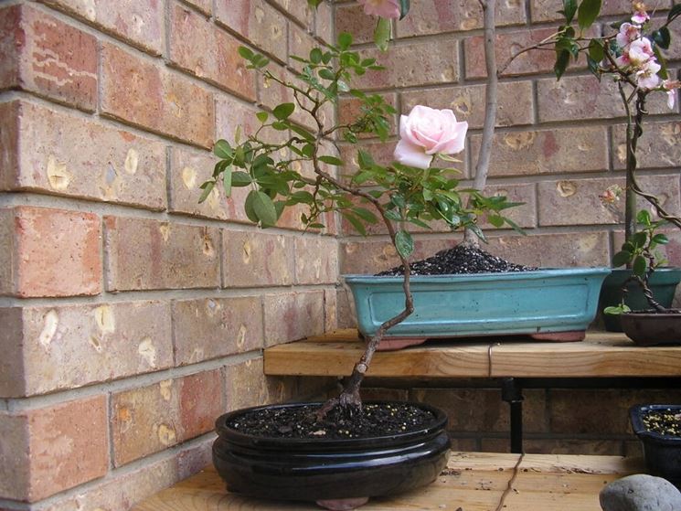 bonsai rose pianta