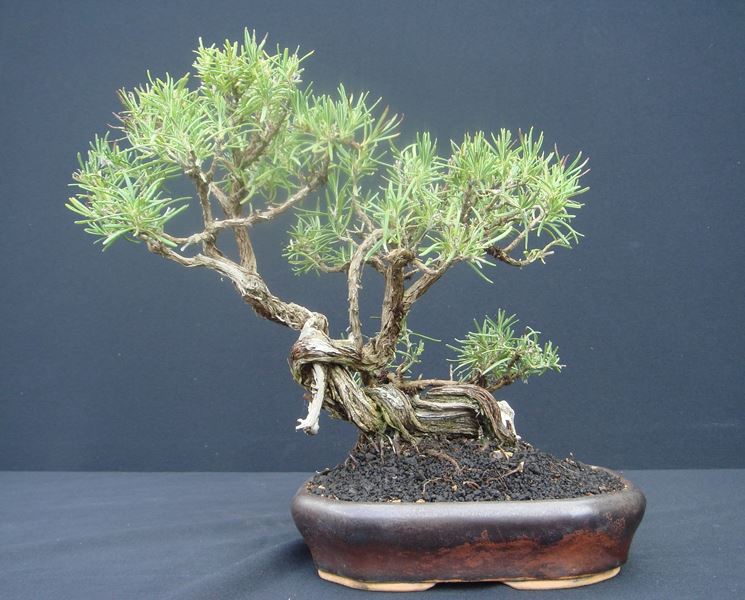 Bonsai di rosmarino