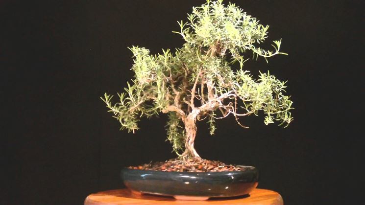 Bonsai Rosmarino Cura Bonsai Coltivazione Bonsai Rosmarino