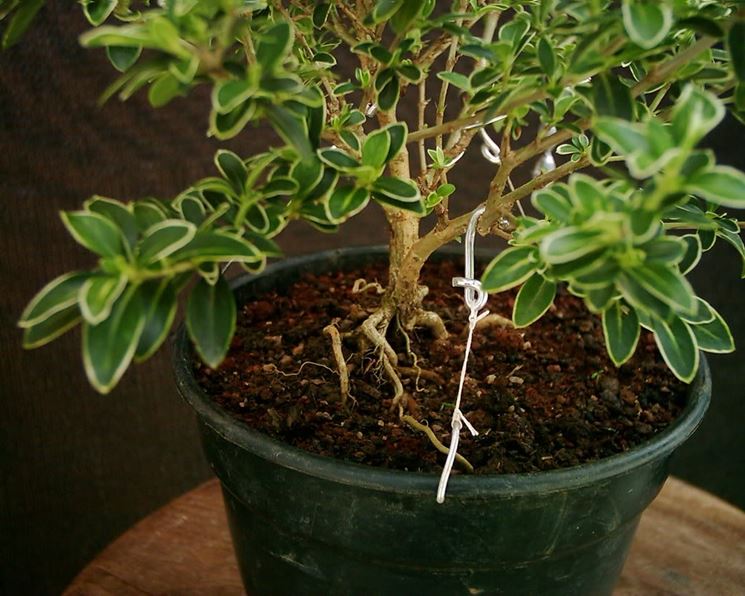 Il Bonsai Serissa