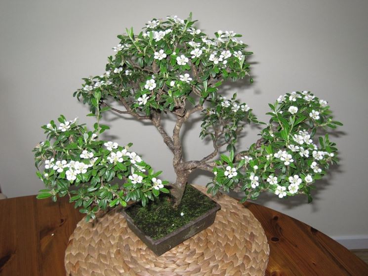 Bonsai Serissa fiorito