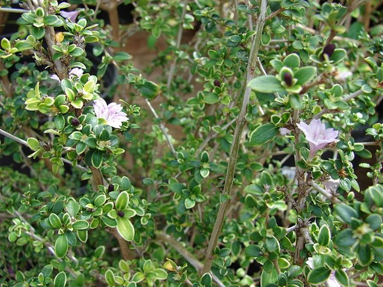 Fiori bonsai Serissa variegata