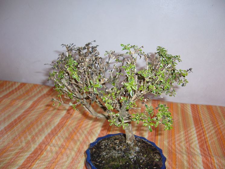 Malattie bonsai Serissa