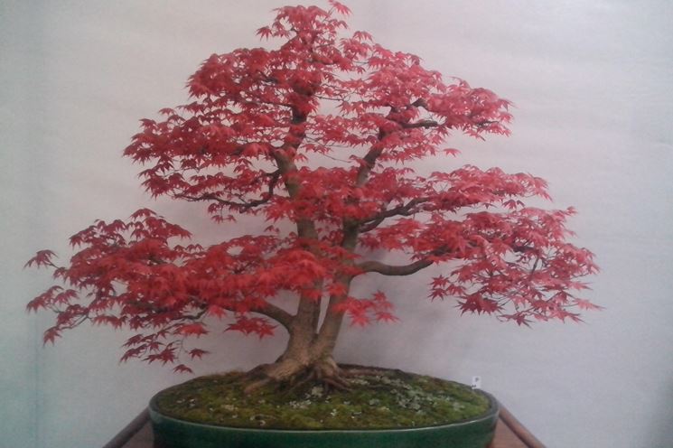 Bonsai di acero