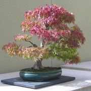 Il Bonsai acero