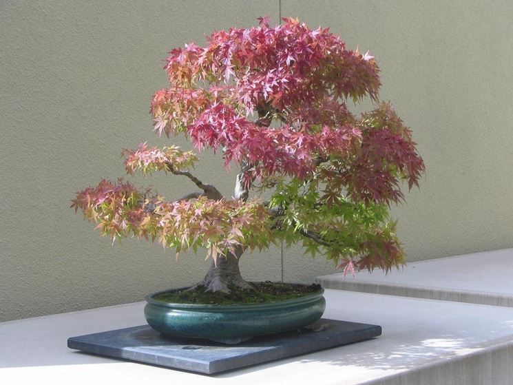 Il Bonsai acero