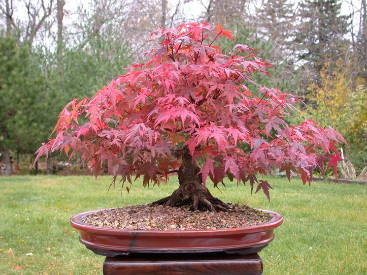 Il Bonsai acero nella stagione autunnale