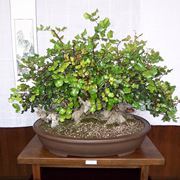 Pianta di Bonsai